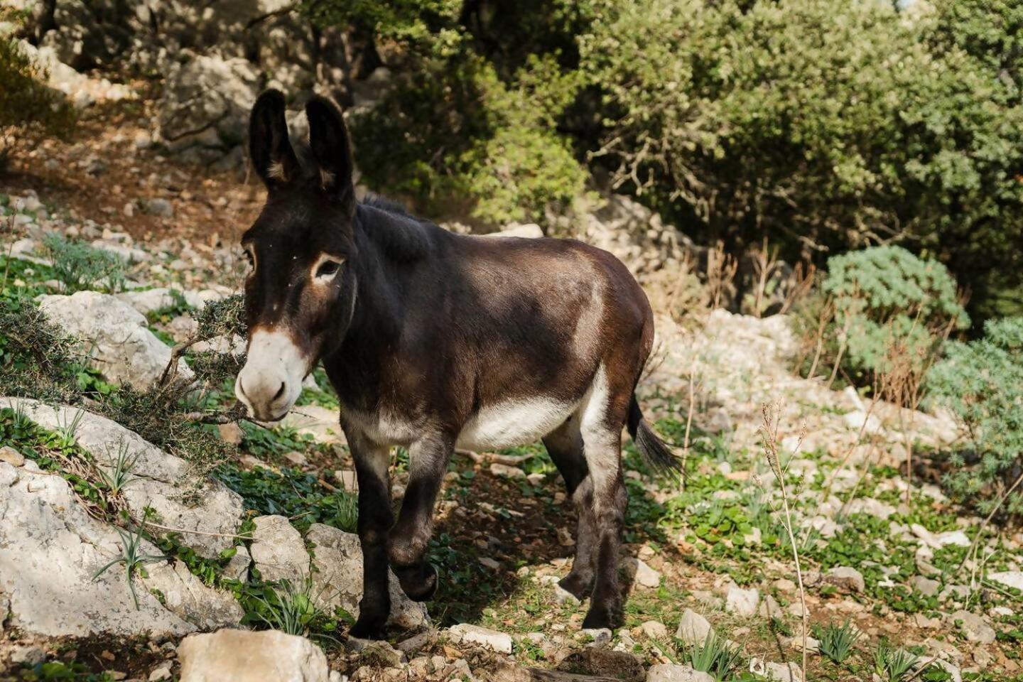 Casa Tramuntana Βίλα Valldemossa  Δωμάτιο φωτογραφία